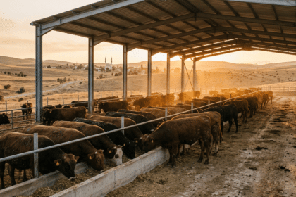 Modern besi işletmesinde yemlikte beslenen besi sığırları