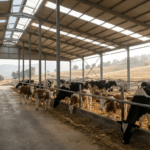 Modern ahırda holstein inekler ve genç damızlık düveler